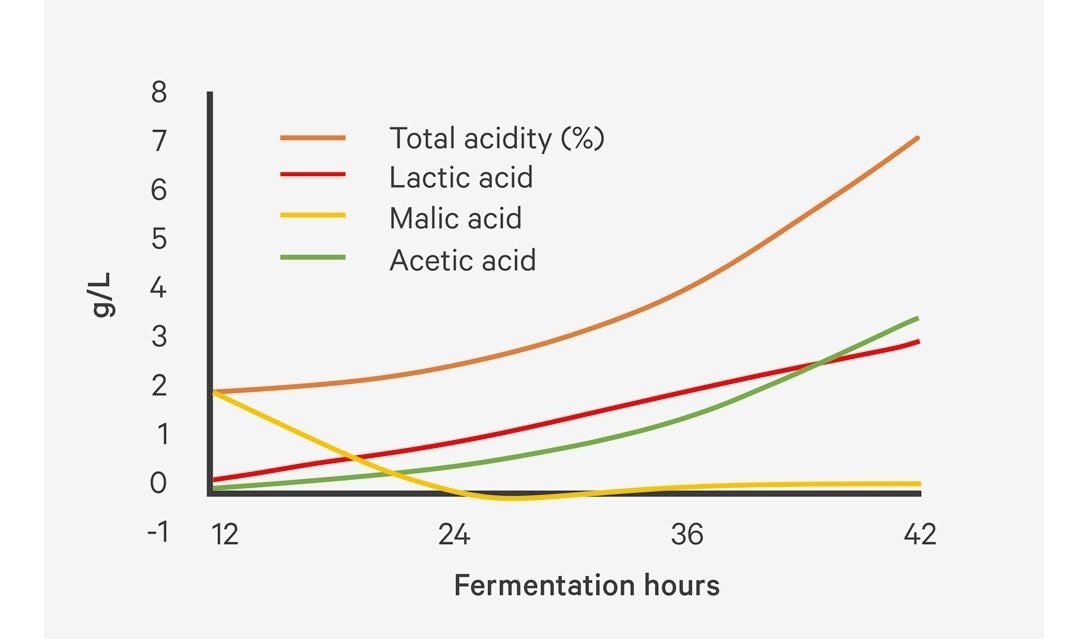 Evolution of organic acids during fermentation